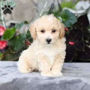 Cruize, Bich-Poo Puppy